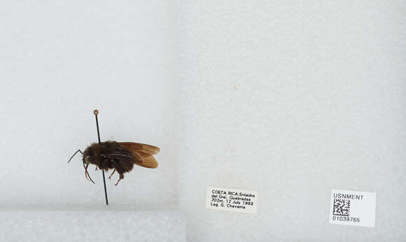 Image of Bombus pullatus Franklin 1913