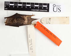 صورة Myotis siligorensis sowerbyi Howell 1926