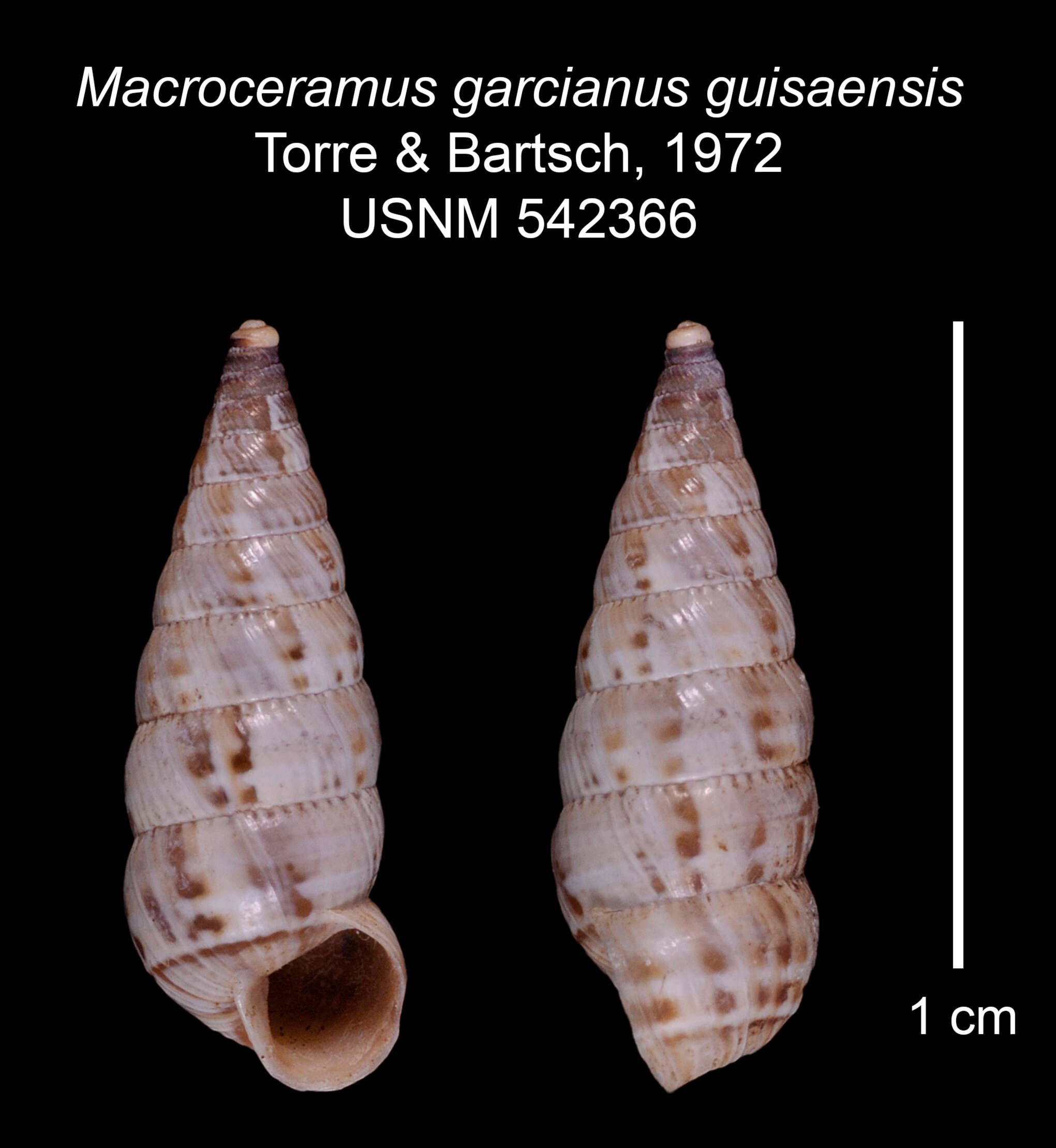 Imagem de Macroceramus garcianus guisaensis C. Torre & Bartsch 2008