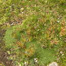 Image of Calamagrostis minima (Pilg.) Tovar