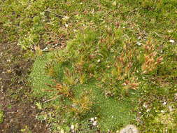 Image of Calamagrostis minima (Pilg.) Tovar