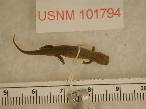 Image of Pygmy Salamander