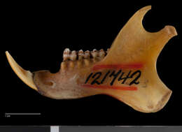 Image of Petaurista petaurista batuana Miller 1903