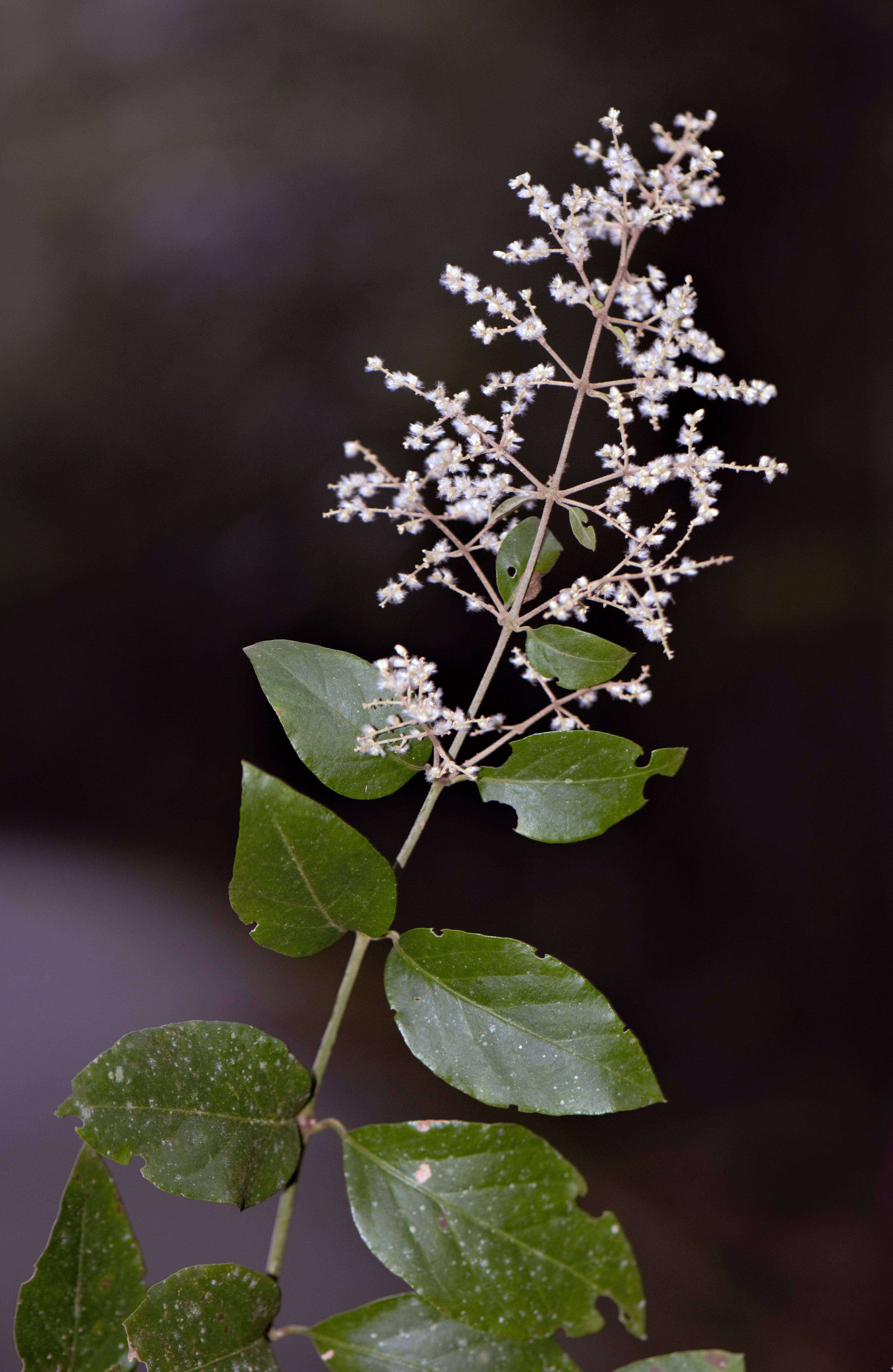 Image of tropical bloodleaf