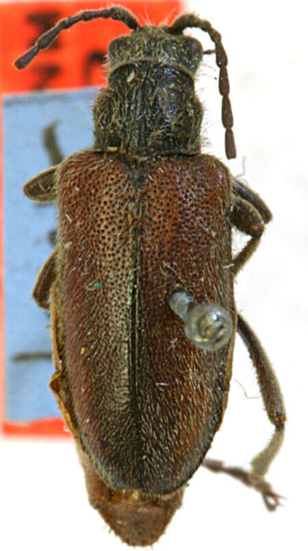 Image of Brachysomida robustula Casey 1913