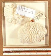 Image of Thin finger coral