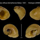 Image de Parapholyx effusa var. klamathensis F. C. Baker 1941
