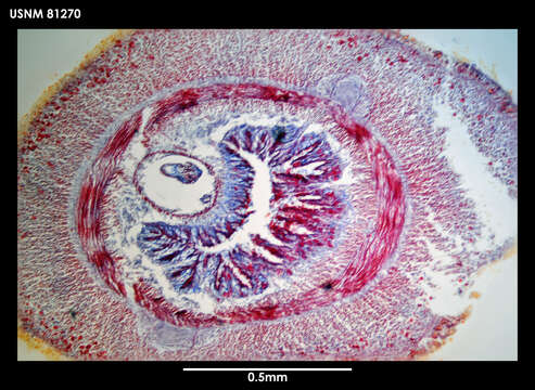 Image of Micrellides multiperula Gibson 1985