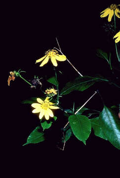 Image de Bidens henryi Sherff