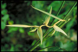 Image of Heliconia chartacea var. meeana W. J. Kress