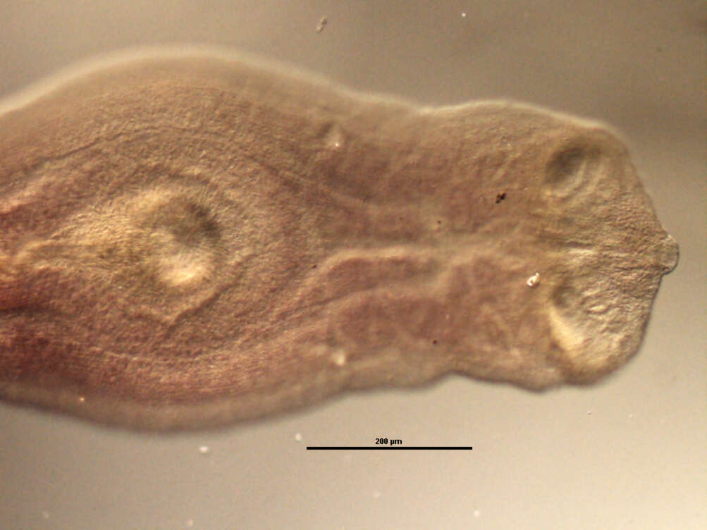 Image of Zeuxapta seriolae (Meserve 1938) Price 1962