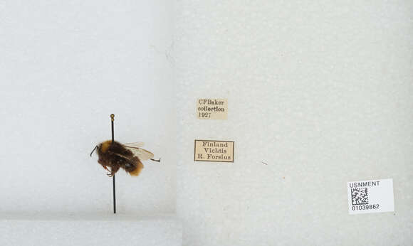 صورة Bombus pratorum (Linnaeus 1761)