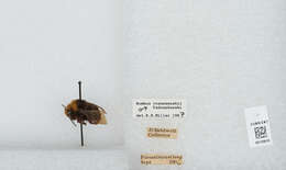 Image of Vosnesensky Bumble Bee