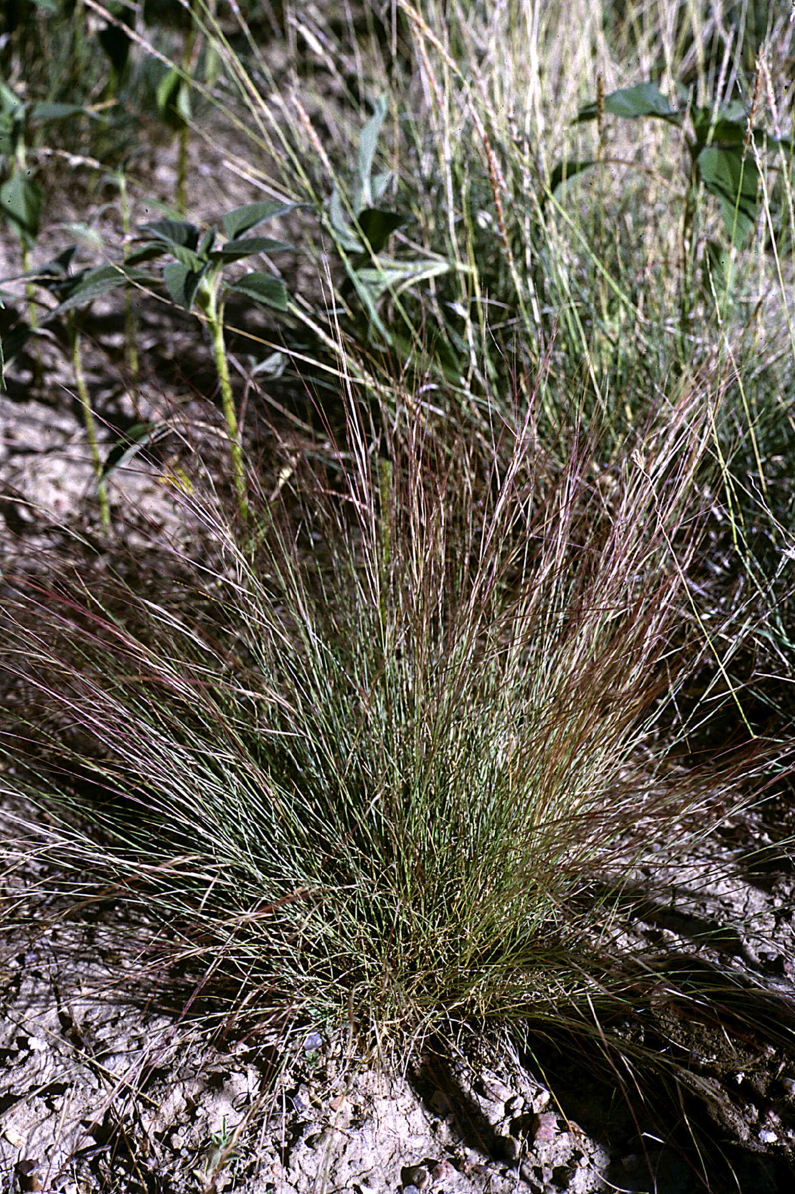 Aristida purpurea Nutt.的圖片