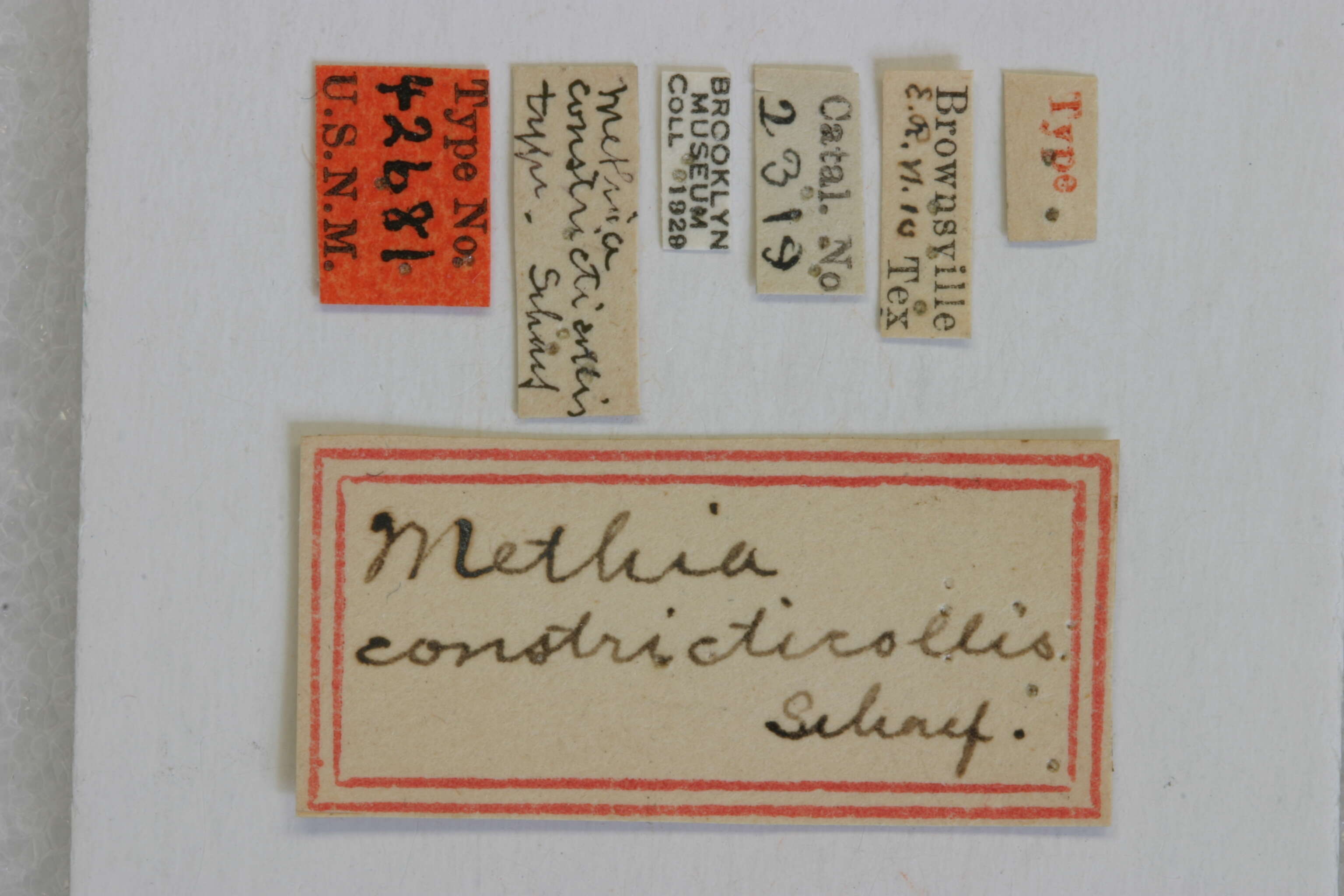 Image of Methia constricticollis Schaeffer 1908