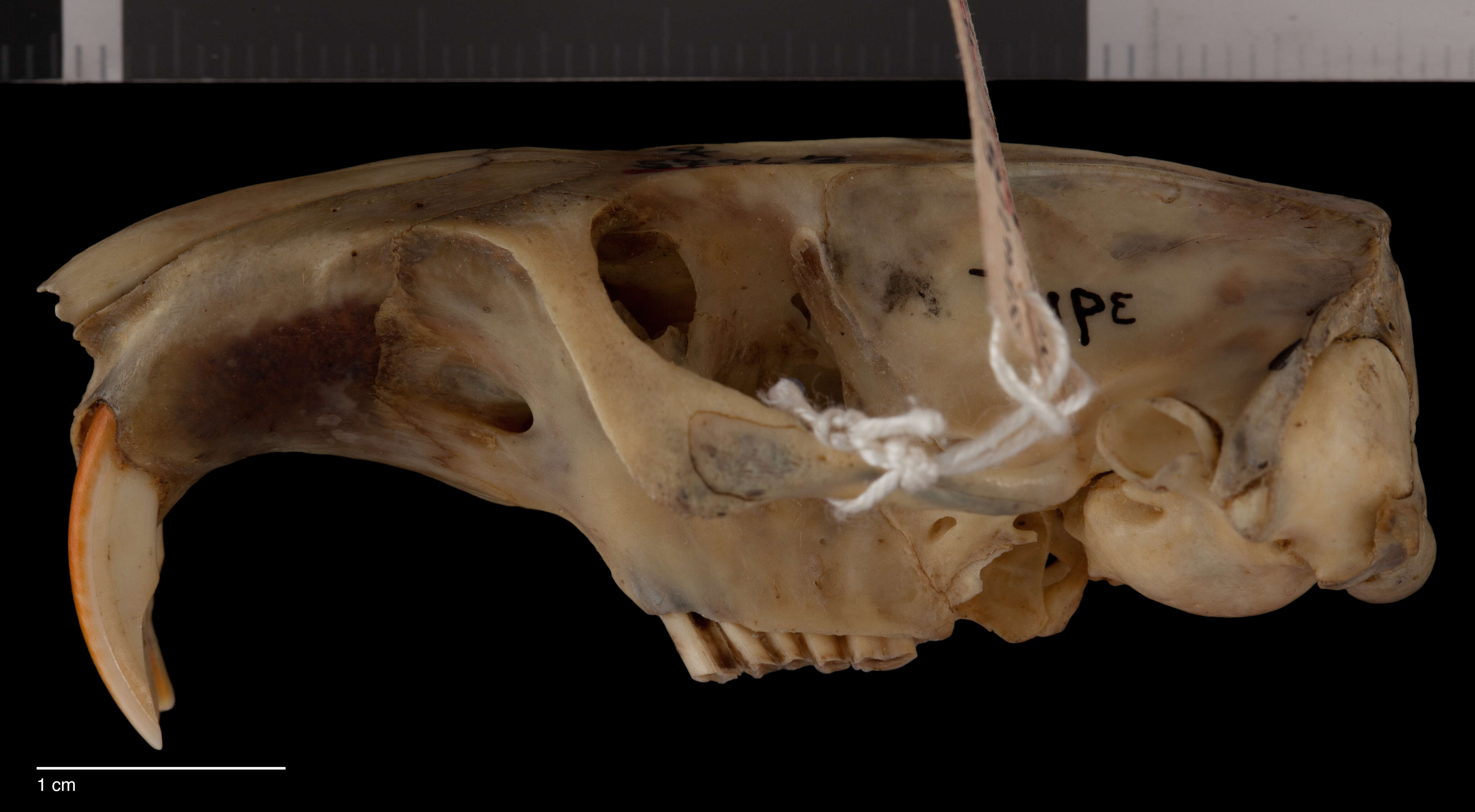 Image of Merriam's Pocket Gopher