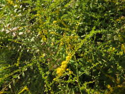 Image of wrinkleleaf goldenrod