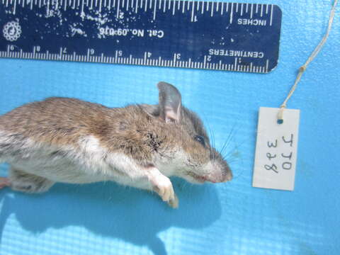 Image of White-footed Deermouse