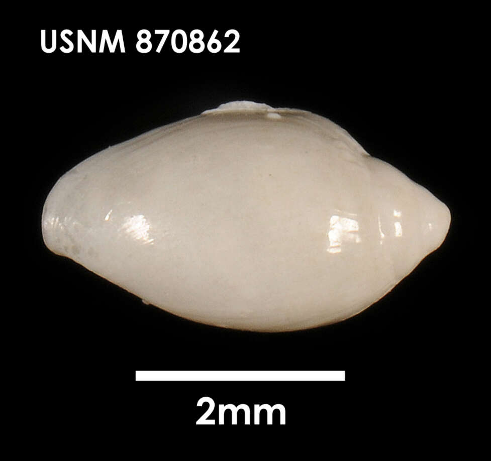 Image of Marginella amoena Suter 1908