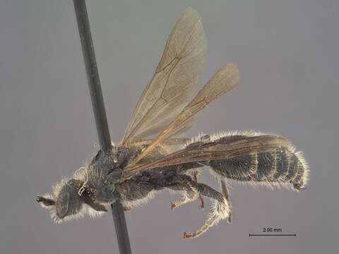 Image of Neotiphia Malloch 1918