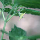 Image of thicket groundcherry