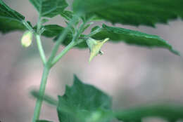 Physalis turbinata Medikus resmi