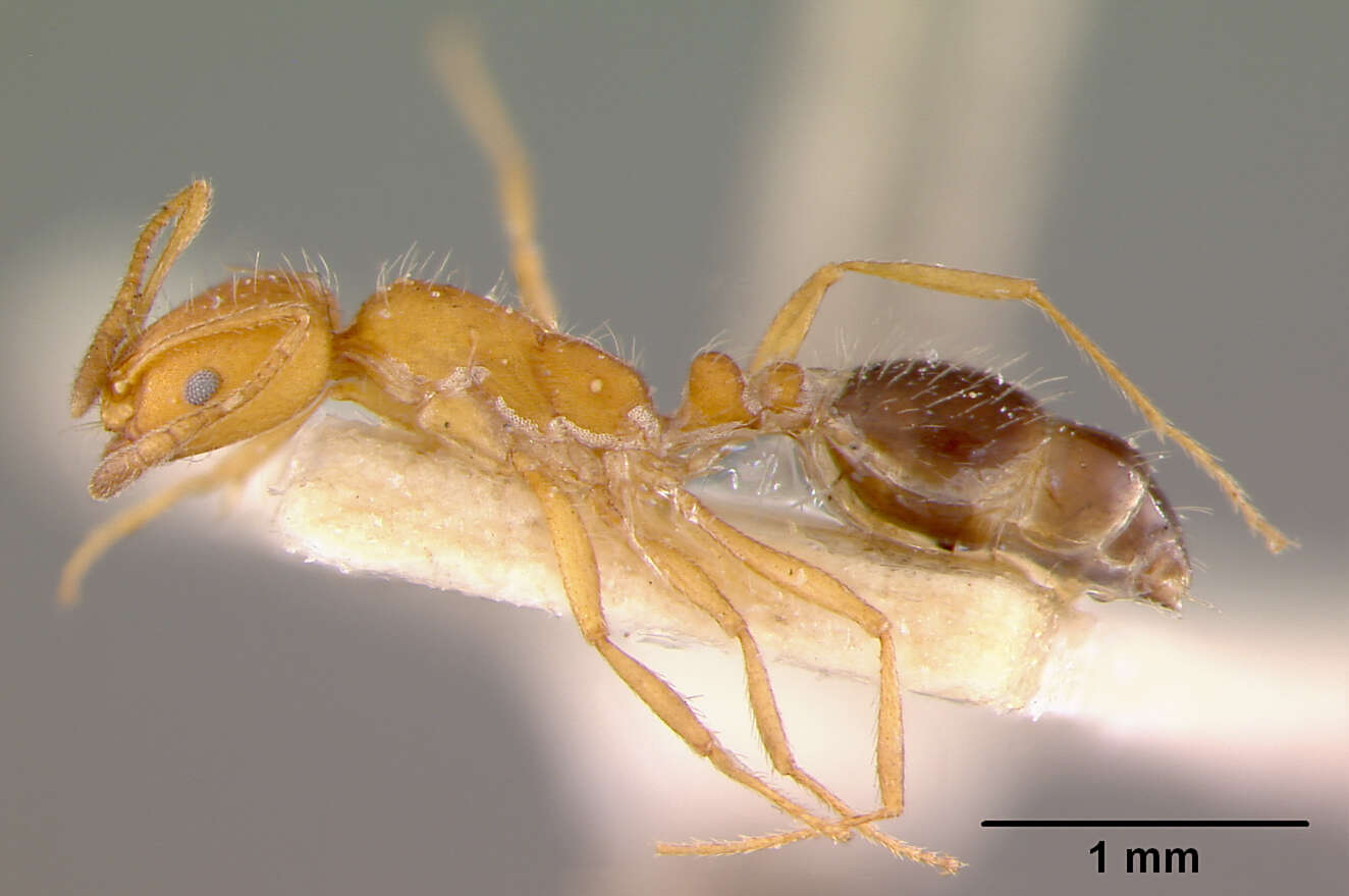 Image of Monomorium bicolor Emery 1877