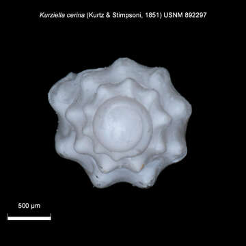 Image de Kurtziella cerina (Kurtz & Stimpson 1851)
