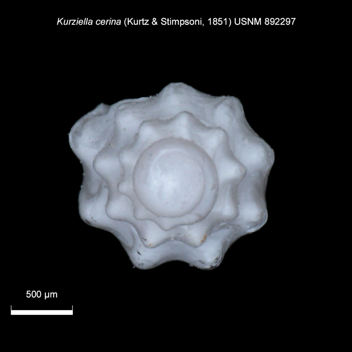 Image of Kurtziella cerina (Kurtz & Stimpson 1851)