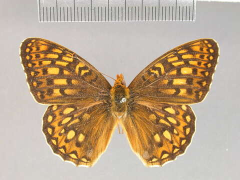 صورة Argynnis callippe Boisduval 1852