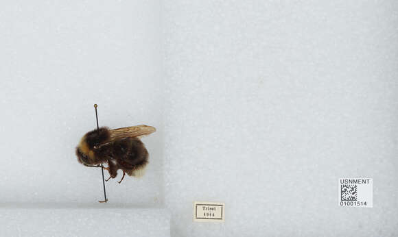 Image of Ashton's Cuckoo Bumblebee