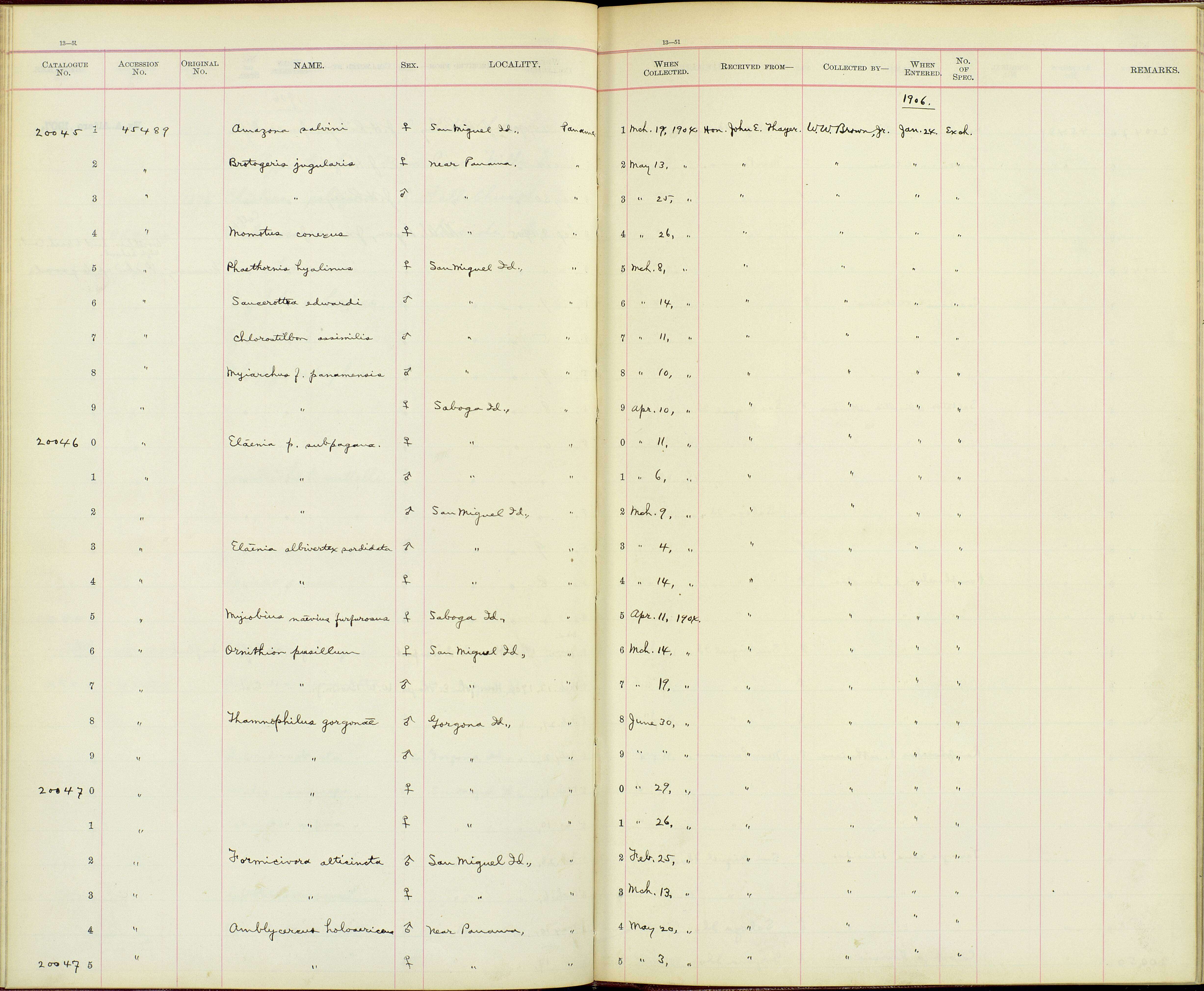 Image of Camptostoma obsoletum majus Griscom 1932