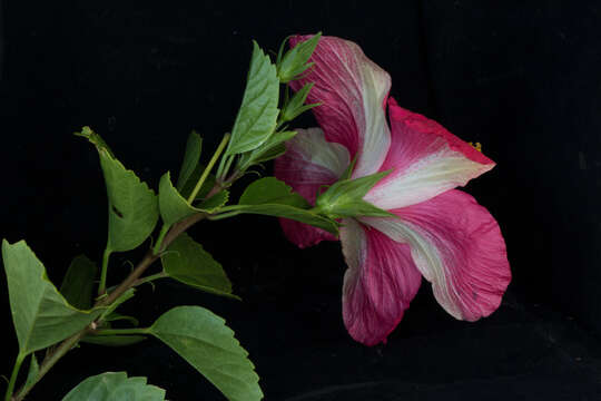 Image of China rose