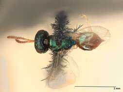 صورة Trichomalopsis apanteloctena (Crawford 1911)