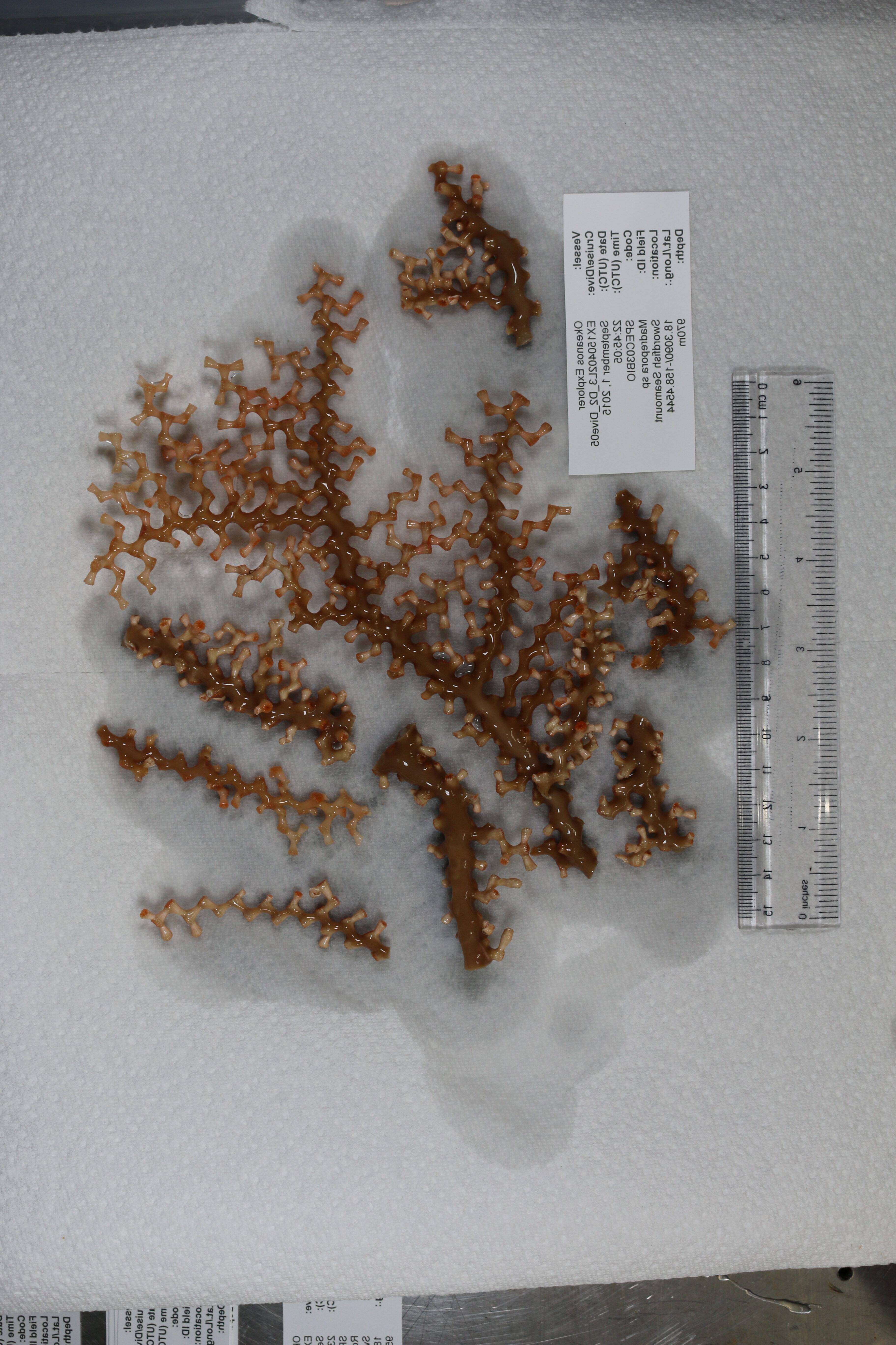 Image of lettuce coral