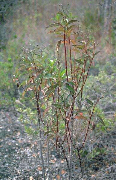 صورة Bidens hawaiensis A. Gray