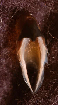 Image of pink scaled squid