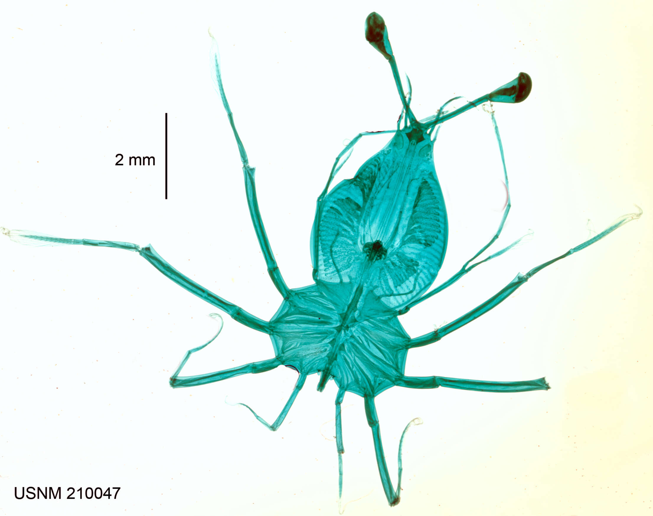 Image of Longlegged Spiny Lobster