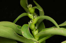 Image of Tradescantia velutina Kunth & C. D. Bouché