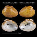 Image of Unio stabilis I. Lea 1861