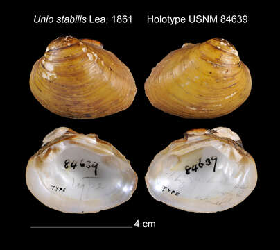 Image of Unio stabilis I. Lea 1861