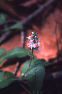 Image of Health Speedwell