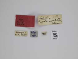 Image of Anacampsis rhoifructella Clemens 1861