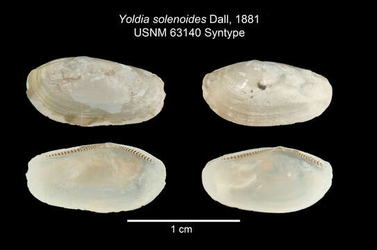 Image of Orthoyoldia Verrill & Bush 1897