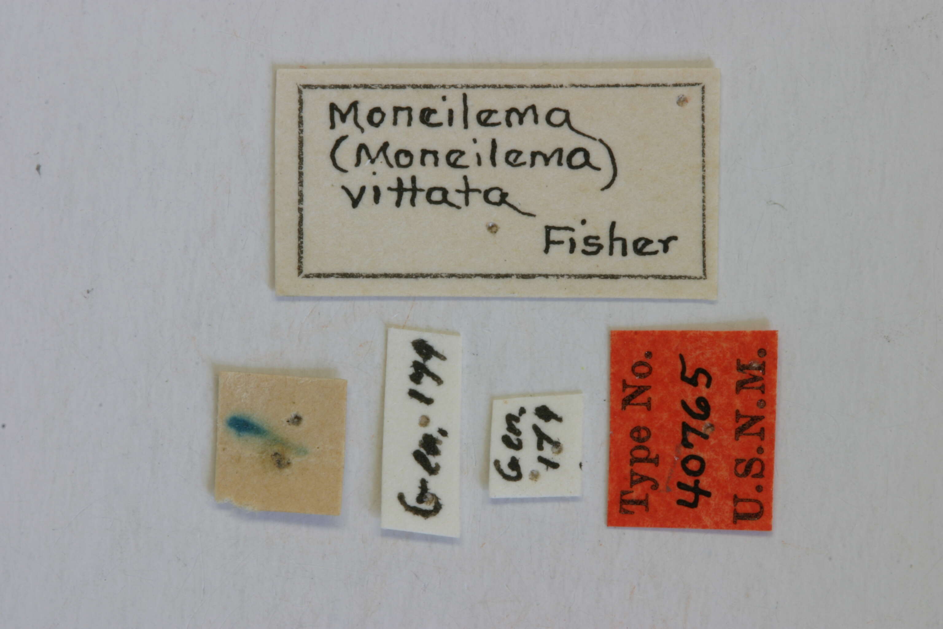 Image of Moneilema vittata Fisher 1928