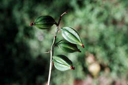 Image of Monk orchid