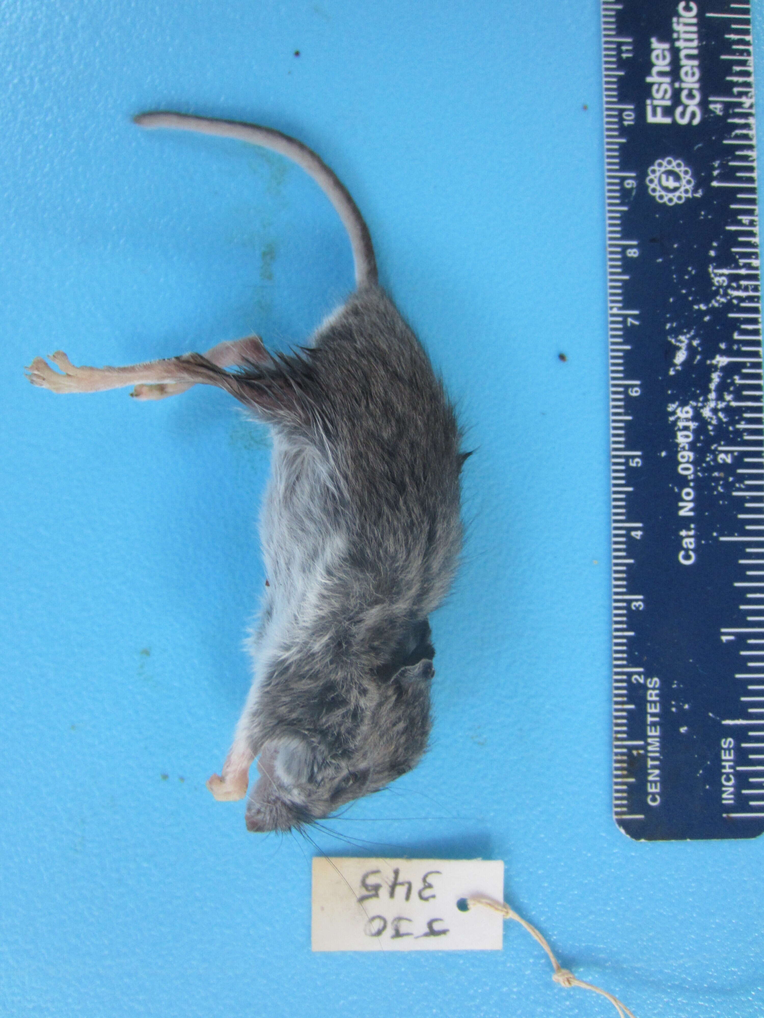 Image of White-footed Deermouse