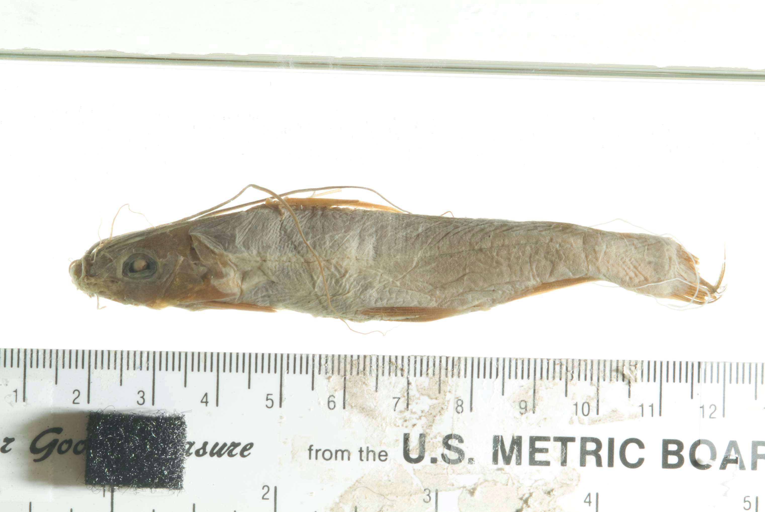 Image of Twospot catfish