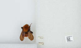 Image of Bombus atripes Smith 1852