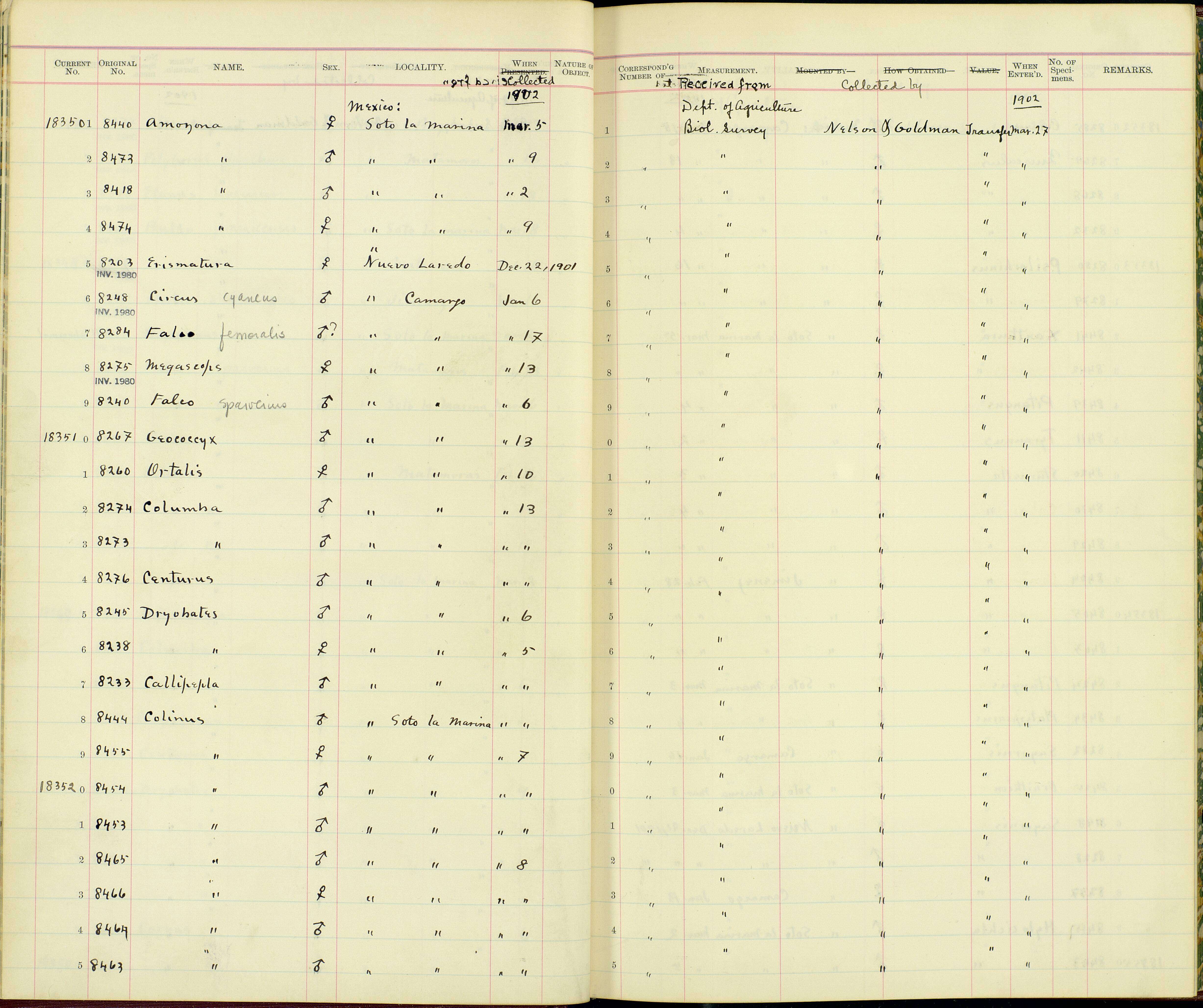 Image of Leptotila verreauxi angelica Bangs, Penard & TE 1922